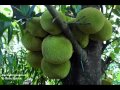 Kallan Chakkettu Wmv