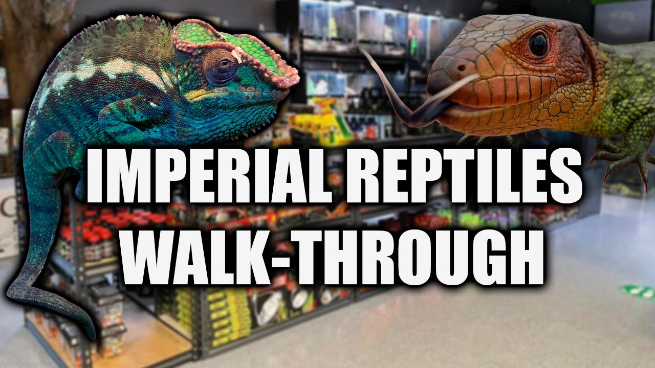Imperial Reptiles Store Walk-through (February)