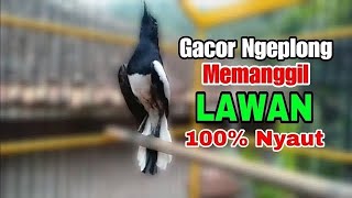 Download lagu suara kacer gacor NGEPLONG tarung ini paling AMPUH buat PANCINGAN KACER agar EMOSI NYAUT mp3