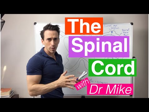 The Spinal Cord