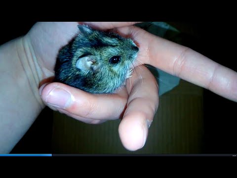 Подстригла коготки Хомяку!)