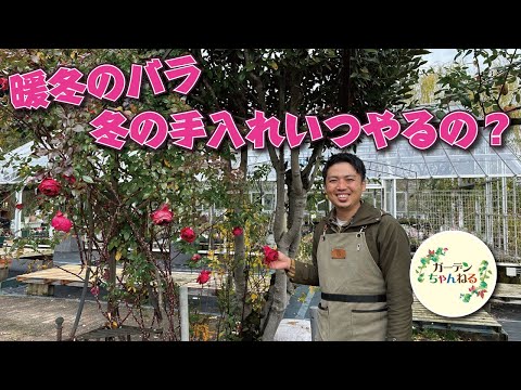 灰を菜園にいつ入れるのですか？すべての理由と理由!  庭園