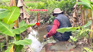 Download lagu Fishing in the banana plantation ditch, the fish are greedy 🥰 #indo1team mp3