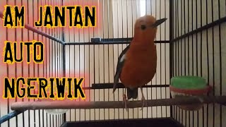 Download lagu Jitu..Atasi Anis ngambek malas bunyi |Anis merah ngriwik isian mp3 Download lagu Jitu..Atasi Anis ngambek malas bunyi |Anis merah ngriwik isian mp3