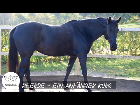 Das musst du beim Pferd beachten - ein kleiner Anfänger-Kurs