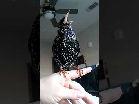 Rude starling. It's a good thing he's cute.  🤣