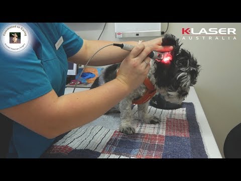 K-Laser Australia - Veterinary - Dog Otitis -