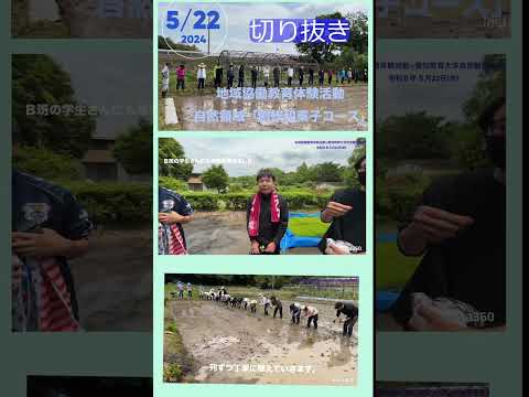 【愛知教育大学】地域協働教育体験活動自然領域「創作和菓子コース」の田植え体験②＃ｓｈｏｒｔショート＃愛知教育大学＃愛教大＃田植え