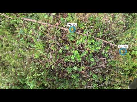 The FEROX Dataset: Berry Detection with Computer Vision