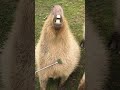 Capybara Heaven