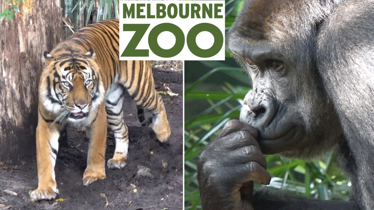 Dive into a virtual walking tour at Melbourne Zoo.