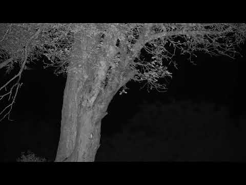 Djuma: Genet-Pt:2 - 21:20 - 10/12/20