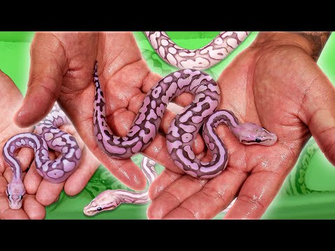 You won’t Believe these snakes! They have no scales !!!
