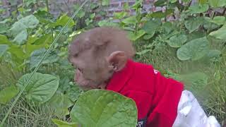 Baby monkey happy in the garden