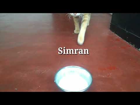 KD SAYS Simran the cat(story-1)