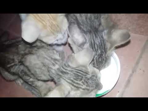 قطواتي ياكلون