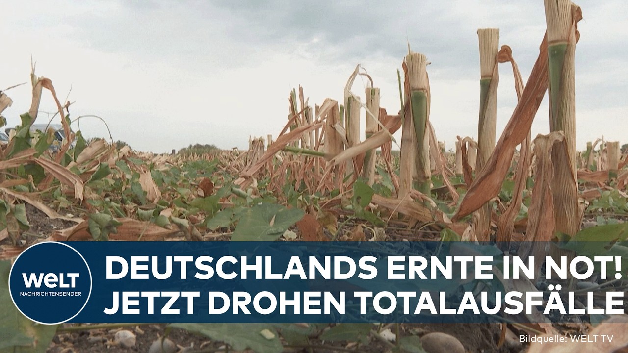 ERNTE IN DEUTSCHLAND: Bauern warnen vor Totalausfällen! Verband fordert staatliche Soforthilfen