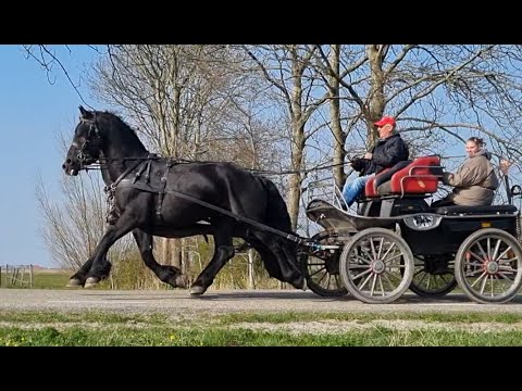 Stal Okkema's Pair of Geldings - L: Fyte & R: Tsjerk