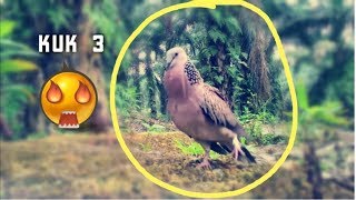 SUARA DERKUKU KUK 3 MP3 SUARA DERKUKU KUK 3 MP3