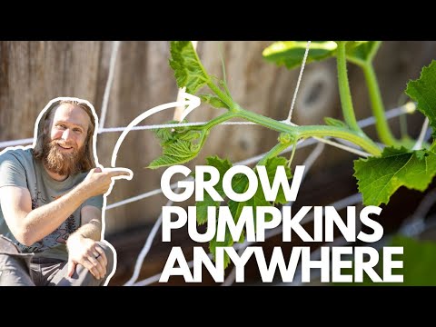 , title : 'How to Grow Pumpkins in Containers (Even in Small Spaces)'