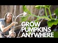 How to Grow Pumpkins in Containers (Even in Small Spaces)