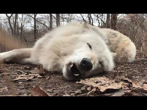 World's Laziest Wolf Howls Lying Down