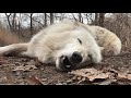 World's Laziest Wolf Howls Lying Down