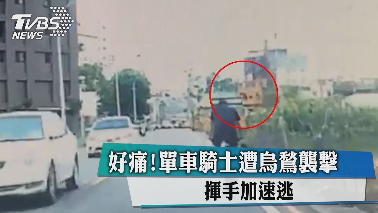 好痛！單車騎士遭烏鶖襲擊　揮手加速逃