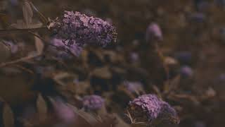 distant - eli. (official audio)