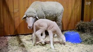 Baby animals of the National Western Stock Show