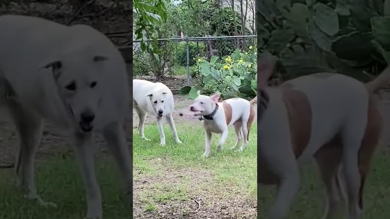 Enlarge Lola, a ADOPTABLE mixed breed in Redmond, WA video 4/6