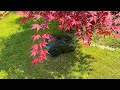 Indego S 500 Rasenmähroboter Von Bosch Im Einsatz Deutsch German