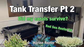 Tank Transfer Pt2, Did my Corals Survive? Red Sea Reefer 525 G2