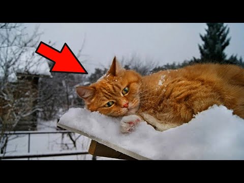 Котката беше изритана навън в големия студ! Тя беше на ръба на живота и смъртта!