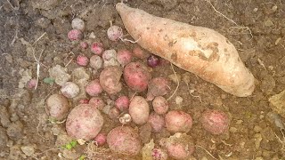 আমার শখের বাগান থেকে  মাটি খুঁড়ে আলুর সম্পদ খুঁজে পেয়েছি!! মাশাআল্লাহ আলহামদুলিল্লাহ!!