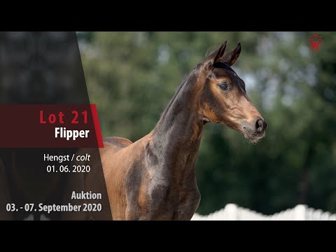 Online-Auktion v. 03. - 07. 9. 2020 Lot 21 Flipper Hengst v. For Romance I - Quaterback