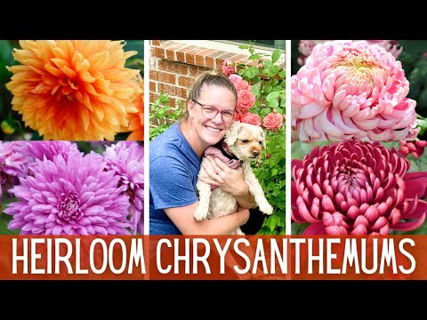 Heirloom Chrysanthemums & Why You Should Grow Them! 🌺 || How To Grow Mums || Cut Flowers