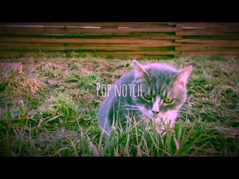 Wahlstedt - Animal (Feat. Next To Neon)