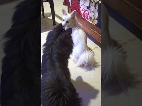 Syaddi Flirting 😍 Renny #shortvideos #viral #pet #cute #love #viralvideos #pratyushmomentswithpets