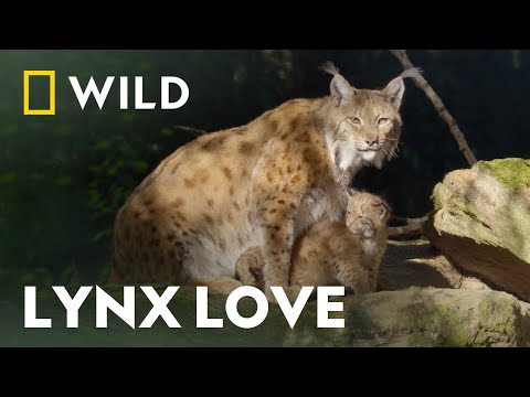 Thumbnail of the video: One Country, Six National Parks | Austria's Wild Heritage | National Geographic Wild