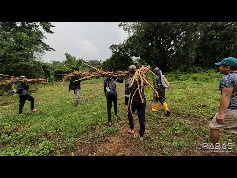 EP714-P2 - Pangunguha ng Pananim na Kamoteng Kahoy | Occ. Mindoro