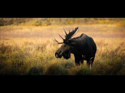 Frida och Phil Collins - Here We Stay