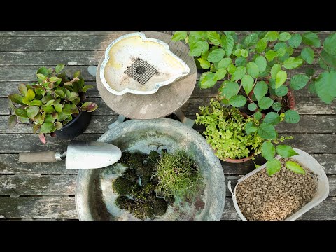 SAIKA BONSAI - TRAILER