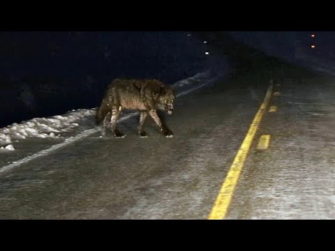 15 Most Terrifying Wolf Encounters Caught on Camera