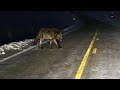 15 Most Terrifying Wolf Encounters Caught On Camera