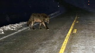 Download lagu 15 Most Terrifying Wolf Encounters Caught on Camera mp3 Download lagu 15 Most Terrifying Wolf Encounters Caught on Camera mp3