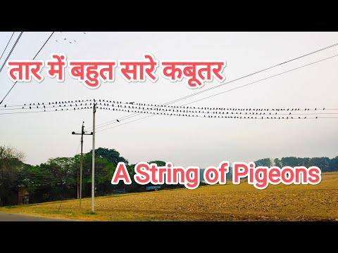 Too Many Pigeons In The Electric Wire #1 #pigeons