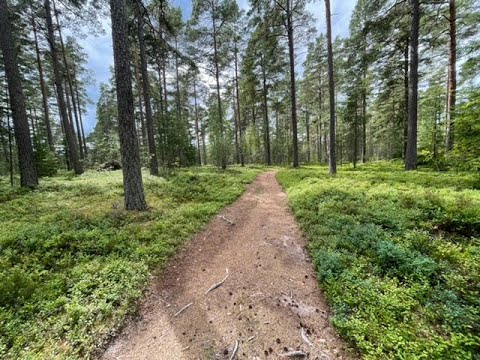 Virtual Tour in Scenic nature in the forest and country side, Sweden