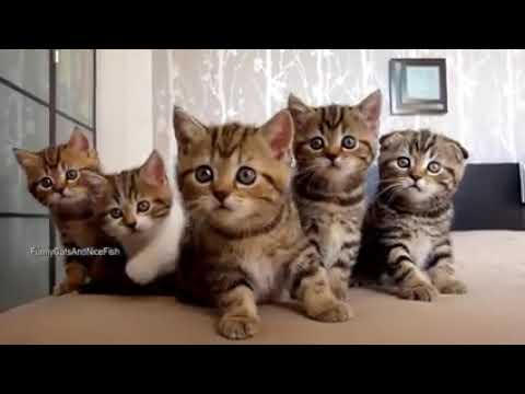 funny animals ... md shamim