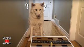 Husky Destroys Whack a Mole